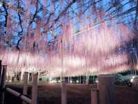 【栃木県】樹齢150年を超える「大藤」を愛でる