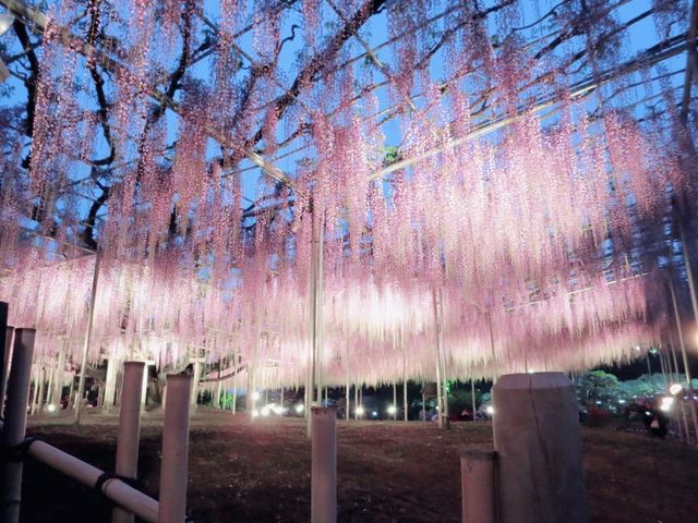 【栃木県】樹齢150年を超える「大藤」を愛でる