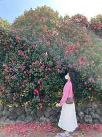 제주도 벚꽃 봄여행 🌸