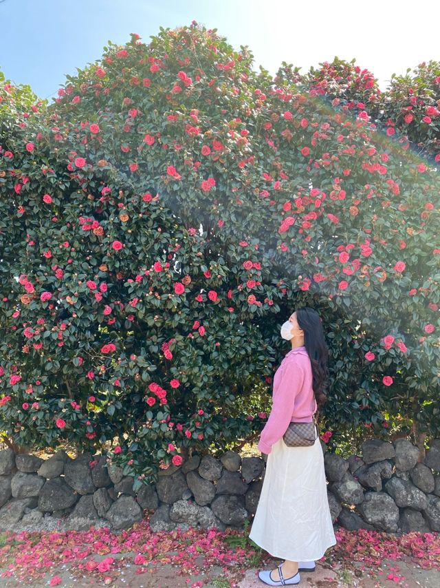 제주도 벚꽃 봄여행 🌸 제주도 벚꽃 봄여행 🌸