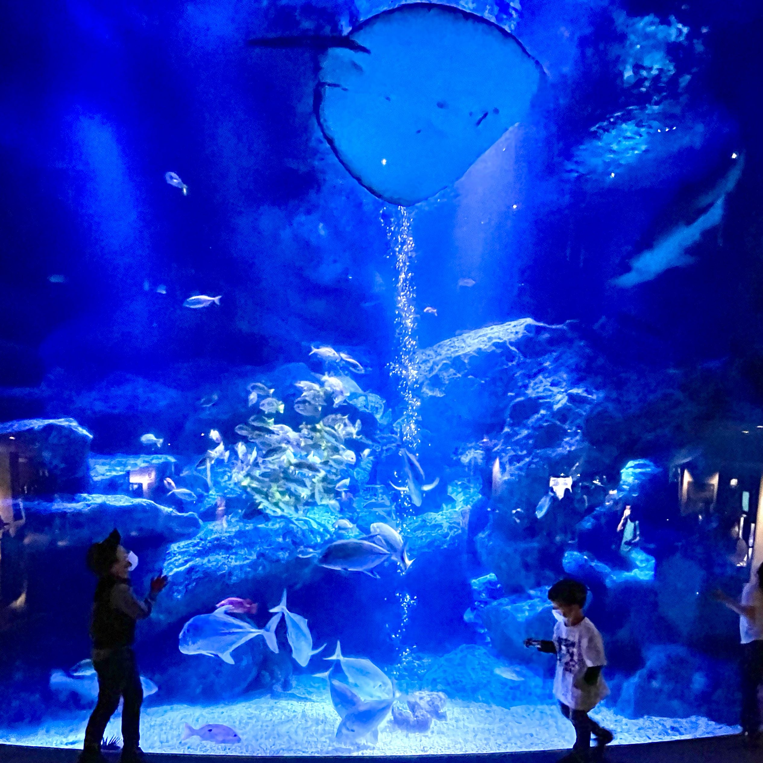 すみだ水族館 Trip Com 東京の旅のブログ