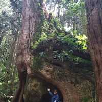 二萬坪：走入靜謐森林鐵道，享受豐富自然美景