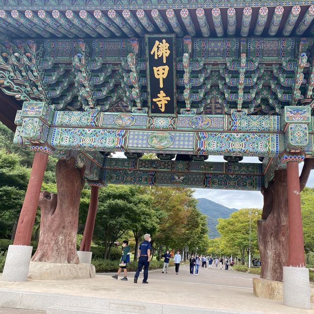 [전라도][영광] 불갑사 상사화 꽃 축제🌺