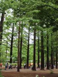 Relaxing luscious greenery in Nami Island 