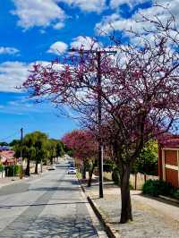 Adelaide blue sky in spring 