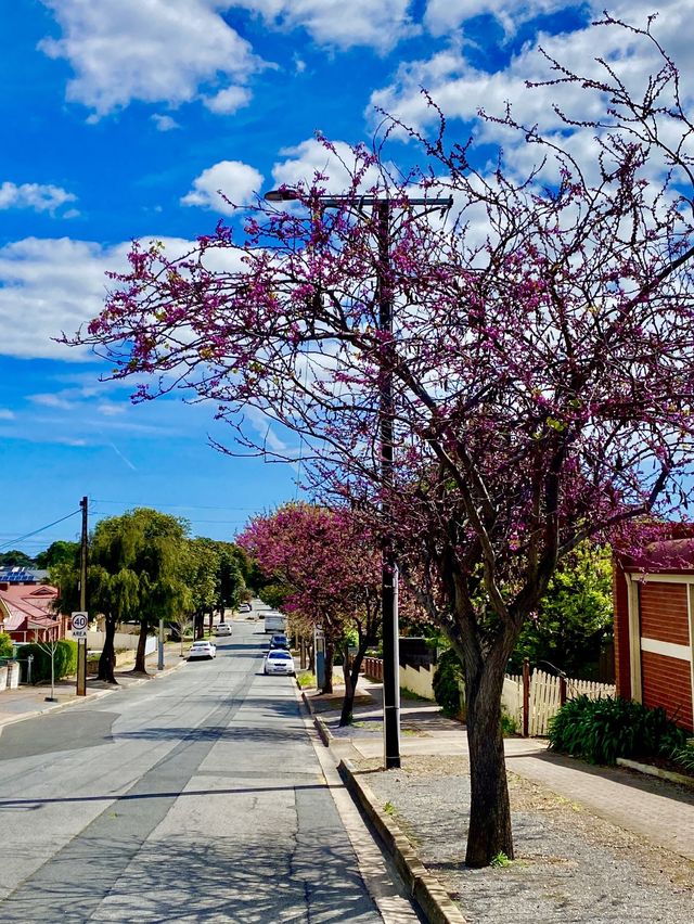 Adelaide blue sky in spring 