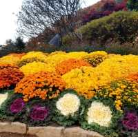Colourful autumn at Garden of Morning Calm