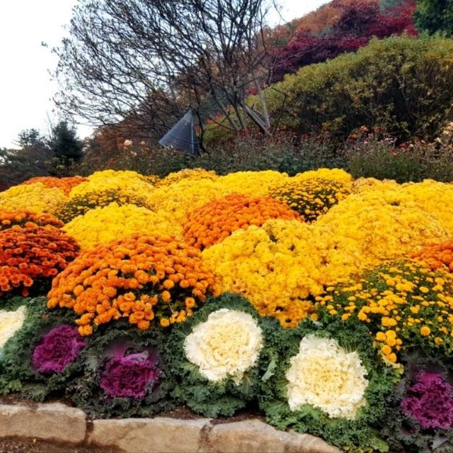 Colourful autumn at Garden of Morning Calm