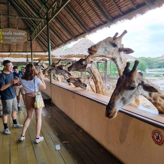 Real Safari In Bangkok!
