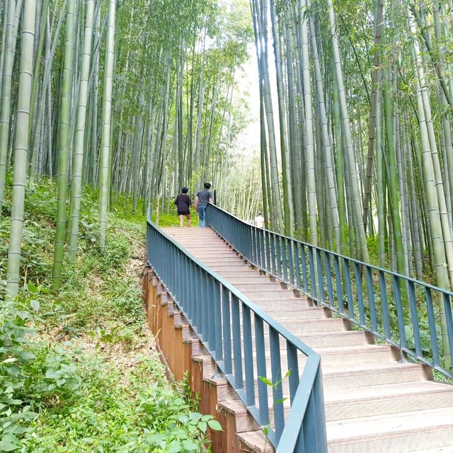 Juknokwon Bamboo Forest