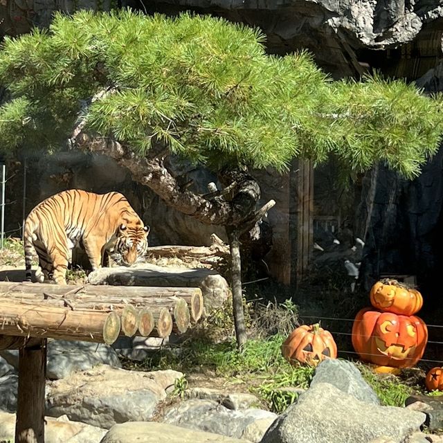 韓国【エバーランド】紅葉とハロウィンが楽しめる動物園🧡