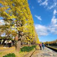 Yellow leaves, Ginkgo Tree!