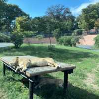 【多摩】多摩動物公園のライオンバスの乗り方