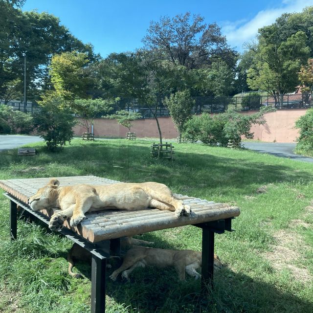 【多摩】多摩動物公園のライオンバスの乗り方