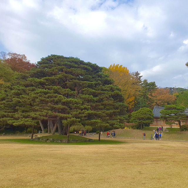 청와대에서 단풍 구경하기🍂🍁