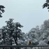 合歡山-武嶺❄️追雪森林❄️
