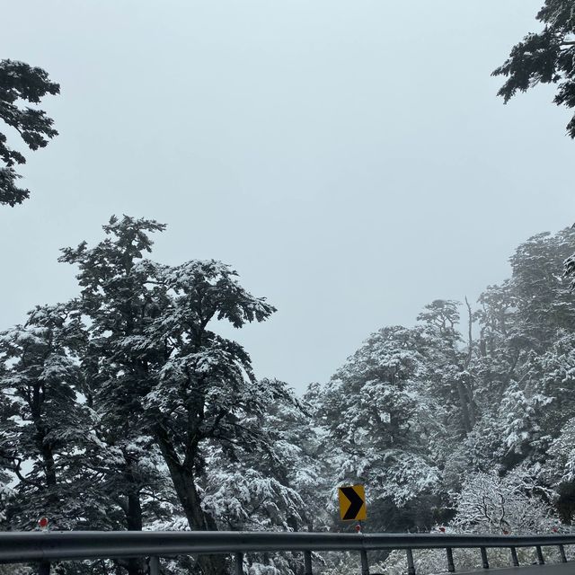合歡山-武嶺❄️追雪森林❄️