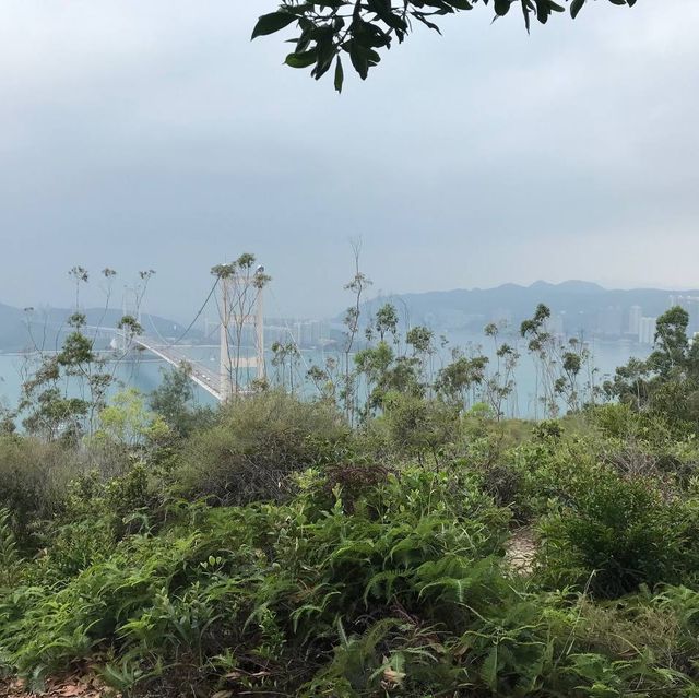 近距離欣賞青馬大橋—青衣自然徑