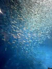 名古屋の観光名所　　名古屋港水族館