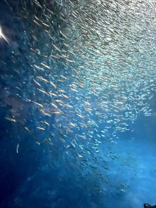 名古屋の観光名所　　名古屋港水族館