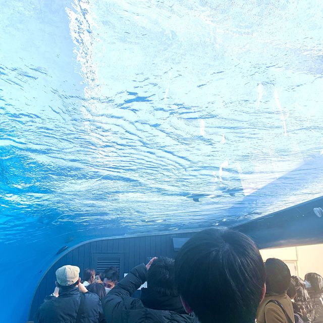 【東京】空飛ぶペンギン？！サンシャイン水族館🐧