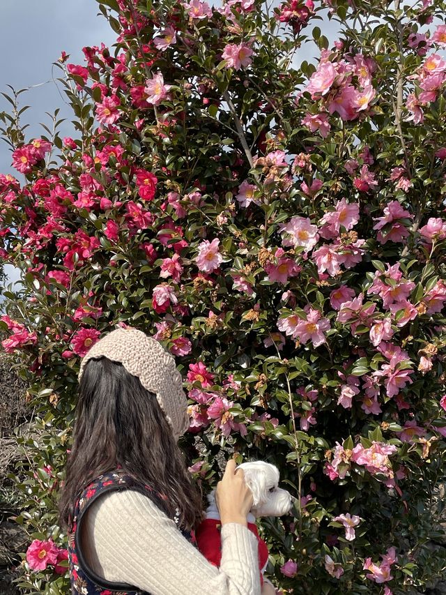 동백은 역시 서귀포 위미🌺