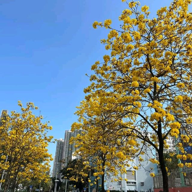 不能錯過的黃金花期😍