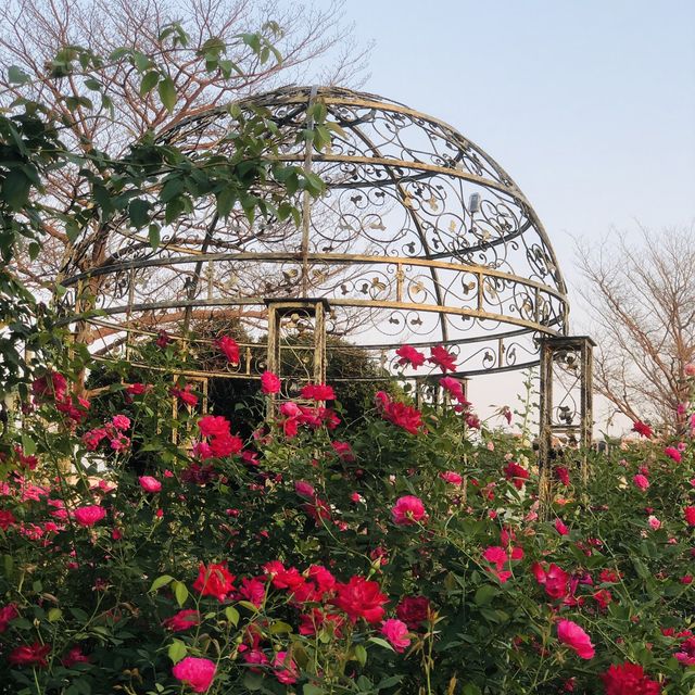 2022春季玫瑰展🌹🌷💐盛開季節@台北玫瑰園