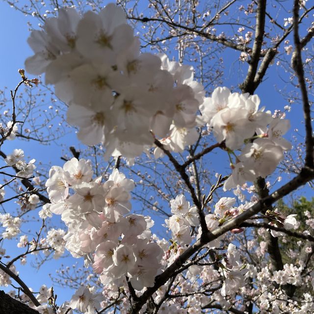 愛知県　清洲古城跡公園の桜