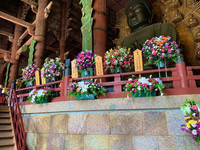 奈良　SAKURA 桜めぐり❗️東大寺大仏殿と桜のコラボに感動！