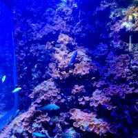 Phuket aquarium