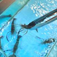 佐敦人氣流水蝦🦐