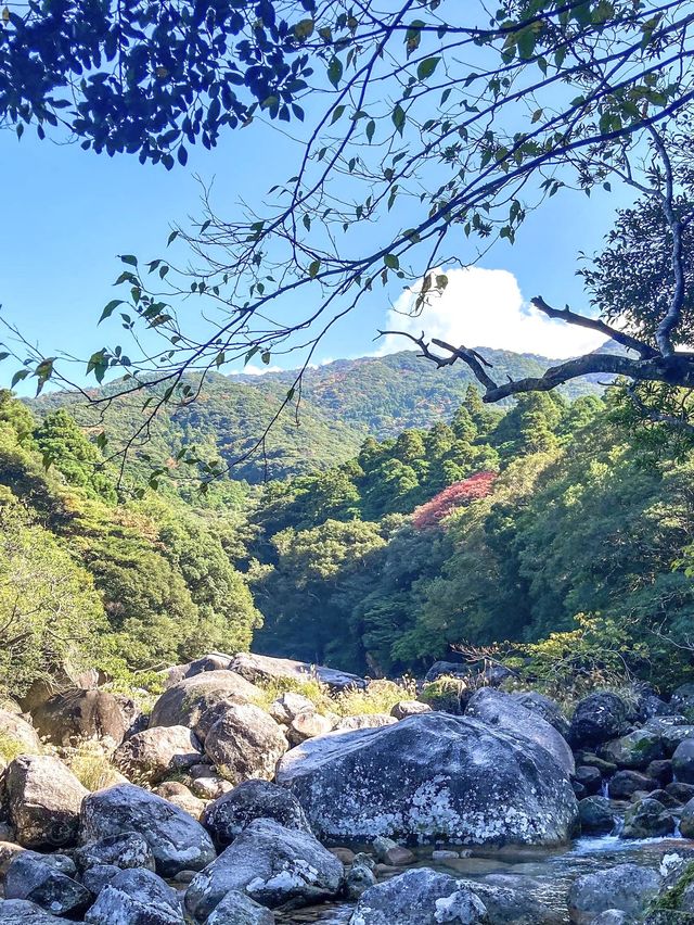 【屋久島 横河渓谷】屋久島の穴場癒しスポット