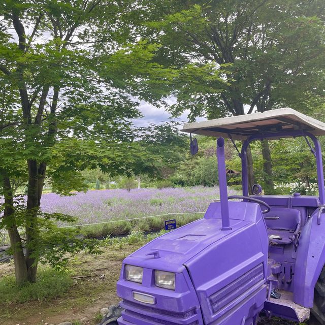 보라보라 라벤더 꽃향기에 취할수있는곳 ‘하늬라벤더팜’