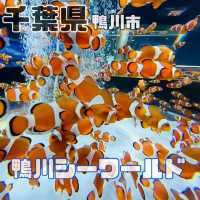 【鴨川シーワールド】千葉県/鴨川市