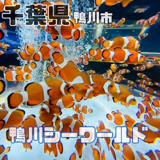 【鴨川シーワールド】千葉県/鴨川市