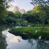 風光明媚🪷🌤Daan Forest Park 大安森林公園