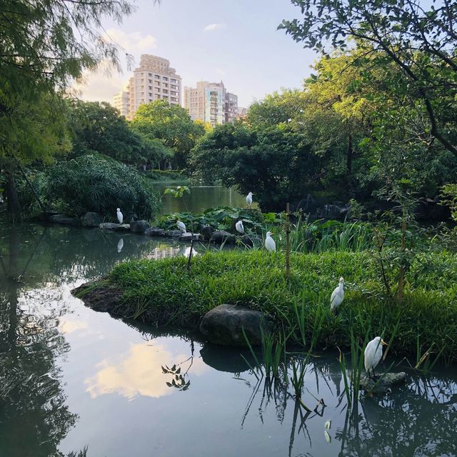 風光明媚🪷🌤Daan Forest Park 大安森林公園