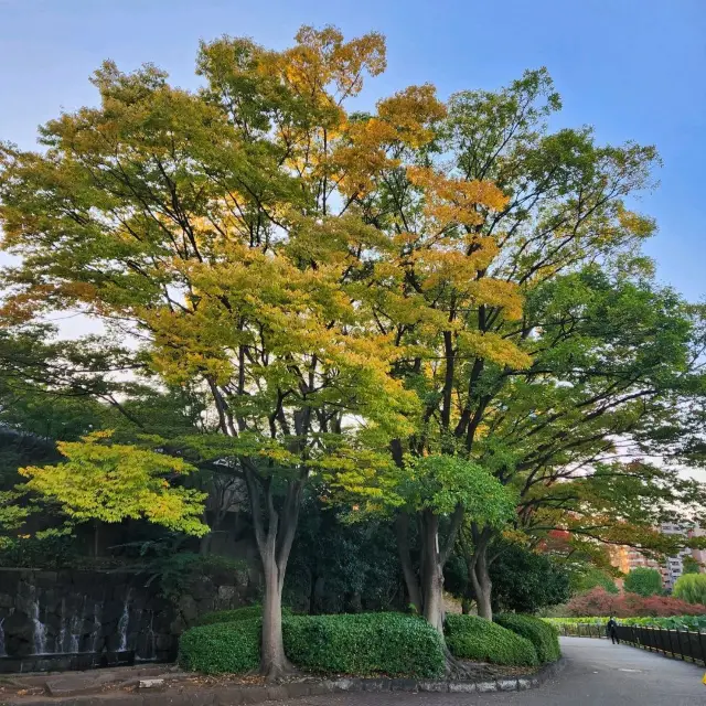 autumn leaves at Ueno park, Tokyo 