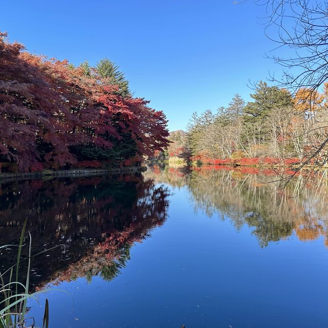 輕井澤嘅紅葉