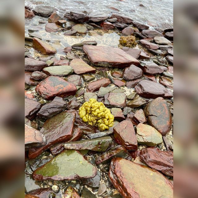香港最東的島嶼東平洲🏝️