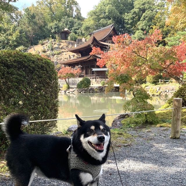 きれいな庭園と国宝の建物、土岐川を望む事も出来る歴史ある禅寺