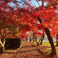 【岡山】城壁に美しい紅葉