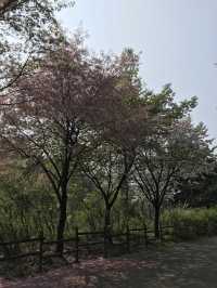 韓國 天空公園｜ 打卡景點