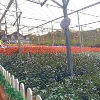 Lavender Garden