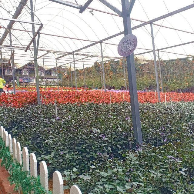 Lavender Garden