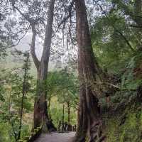 拉拉山神木群步道
