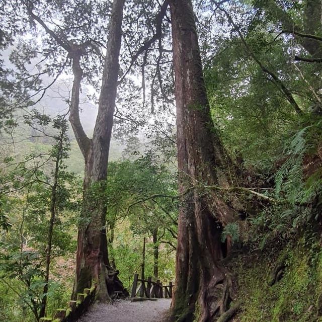 拉拉山神木群步道