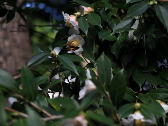 日皇的後花園 - 皇居東御苑