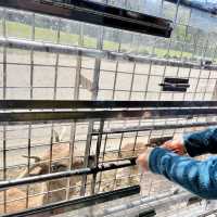 親子旅遊必到景點 - 九州自然動物園